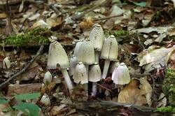 Coprinopsis_strossmayeri_PSA_20190602-04.jpg