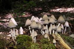 Coprinopsis_strossmayeri_PSA_20190602-05.jpg
