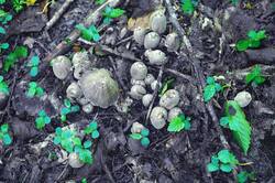 Coprinopsis_strossmayeri_PSA_20260525-01.jpg