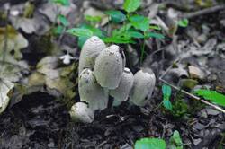 Coprinopsis_strossmayeri_PSA_20260525-02.jpg