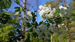 Crataegus.thumb.JPG.19edef22389d4865793c0a344cf0acbb.JPG