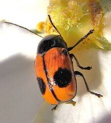 Cryptocephalus_bipunctatus_cross.thumb.JPG.be6d0767cf3c2e56a2bbd8744c91a507.JPG