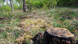 DSC05032.thumb.JPG.08c4fdd81054b717a02dd1903209acc8.JPG