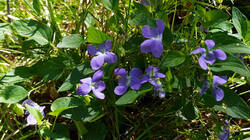 DSC05147.thumb.JPG.285a5133c5bbac4bcde89772dbcae97f.JPG