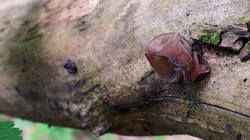 DSC05168.thumb.JPG.434a9d6fdb1aef73adc99abac16b883e.JPG