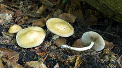 DSC05179.thumb.JPG.c36ec7d907d5c476346dd1a853888f2a.JPG