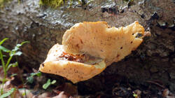 DSC05219.thumb.JPG.c8351d47a569d6ede4f96bd01745a83c.JPG