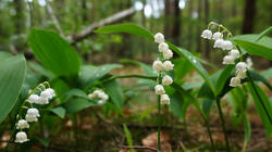 DSC05329.thumb.JPG.0e21835363b3109b191c784a017f3656.JPG