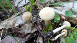 DSC05391.thumb.JPG.f3acd0067bfd1e5a8603f7e1fa589397.JPG