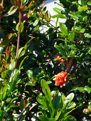 DSC05444.thumb.JPG.72dfd2ddab89ddecdada6c0abe7dc1f7.JPG