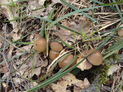 DSC06424.thumb.JPG.82695ca0428f32bb0bac465ce70f6c2e.JPG