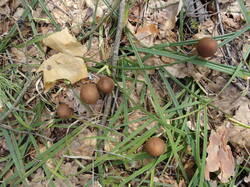 DSC06425.thumb.JPG.85f0d32182d19c01d7fe7471d56156c9.JPG