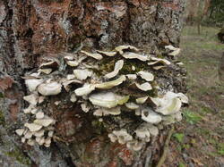 DSC06432.thumb.JPG.7d0b5a185f8f2f01822087b6a01a4bd2.JPG