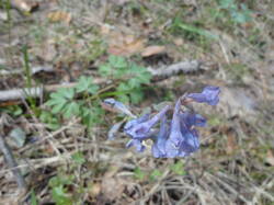 DSC06433.thumb.JPG.b9b07dbbad96207b93e666507f265f3c.JPG