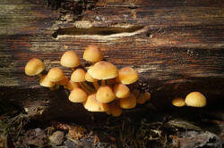 DSC08074.jpg