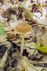 DSC08090.jpg