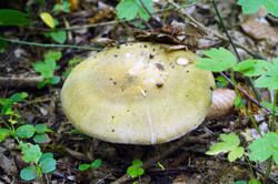 DSC08142.jpg