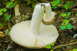 DSC08145.jpg