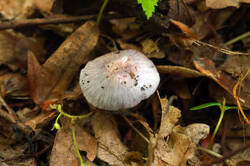 DSC08146.jpg
