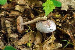 DSC08147.jpg
