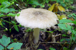 DSC08148.jpg