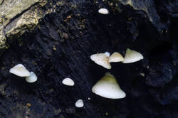 DSC08164.jpg