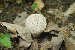 DSC08166.jpg