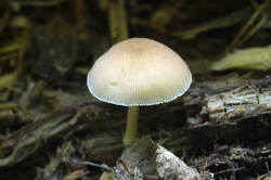 DSC08211.jpg