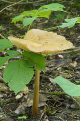 DSC08297.jpg