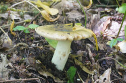 DSC08300.jpg