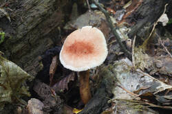 DSC08303.jpg