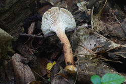 DSC08304.jpg