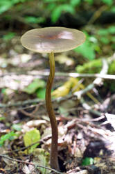 DSC08306.jpg