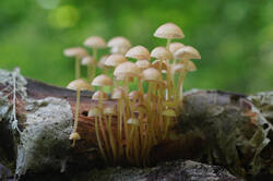 DSC08307.jpg