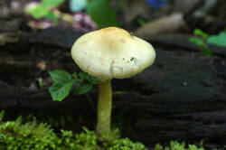 DSC08315.jpg