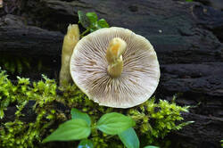 DSC08316.jpg