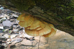 DSC08321.jpg