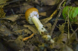 DSC08325.jpg