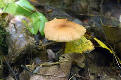 DSC08326.jpg