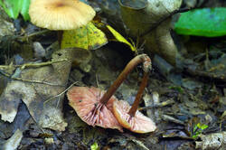 DSC08327.jpg