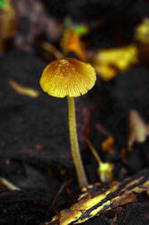 DSC08338.jpg