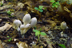 DSC08339.jpg