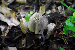 DSC08342.jpg