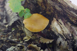 DSC08347.jpg