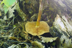 DSC08348.jpg