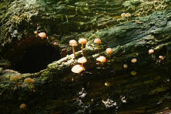 DSC08349.jpg
