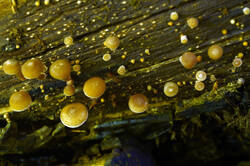 DSC08350.jpg
