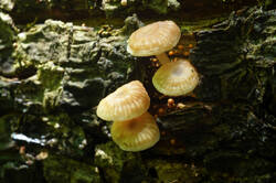 DSC08351.jpg
