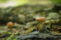DSC08352.jpg