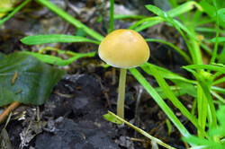 DSC08353.jpg